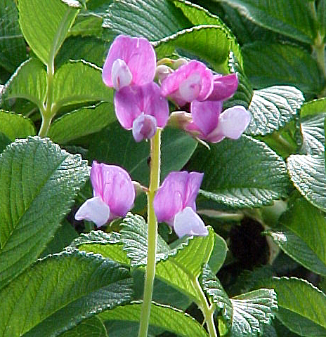 beachflower1.jpg