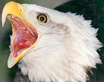 eagle.jpg