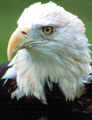 eagle2.jpg