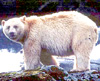 spiritbear.jpg